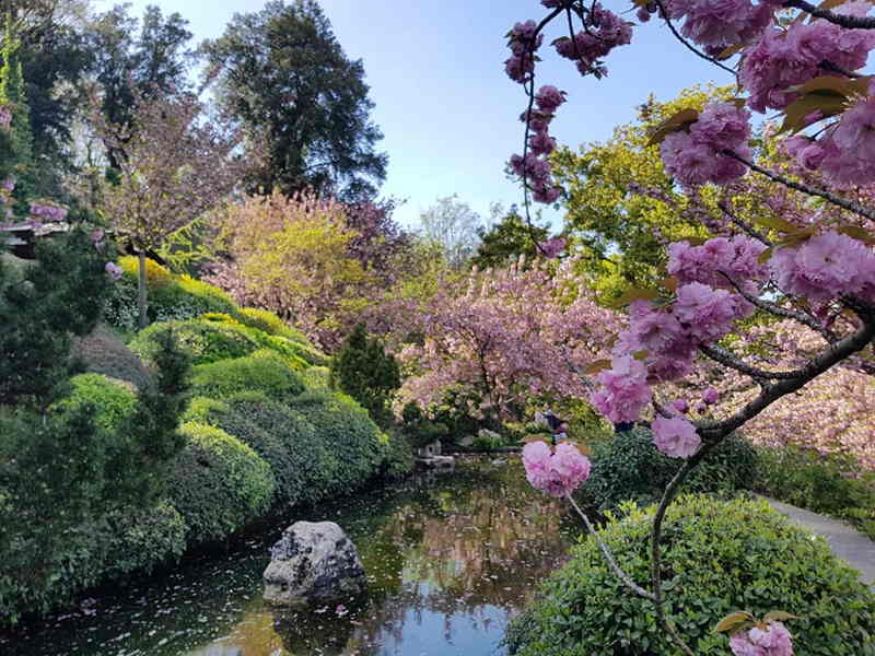 Ciliegi in fiore nel giardino giapponese dell'orto botanico