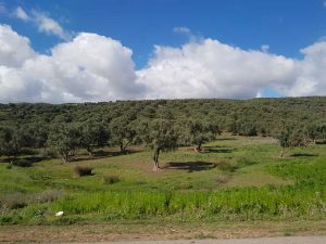 Paesaggio di ulivi lungo la strada per Meknes