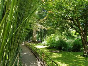 Il bosco di bamboo nel giardino d'acqua