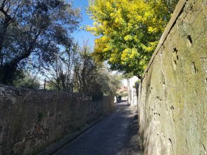 Colli di Firenze. Via di san Leonardo