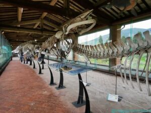 Museo di Storia Naturale dell'Università di Pisa. La Galleria dei cetacei allestita nell'antico granaio
