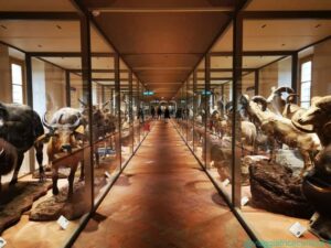 Museo di Storia Naturale dell'Università di Pisa. La Galleria dei mammiferi